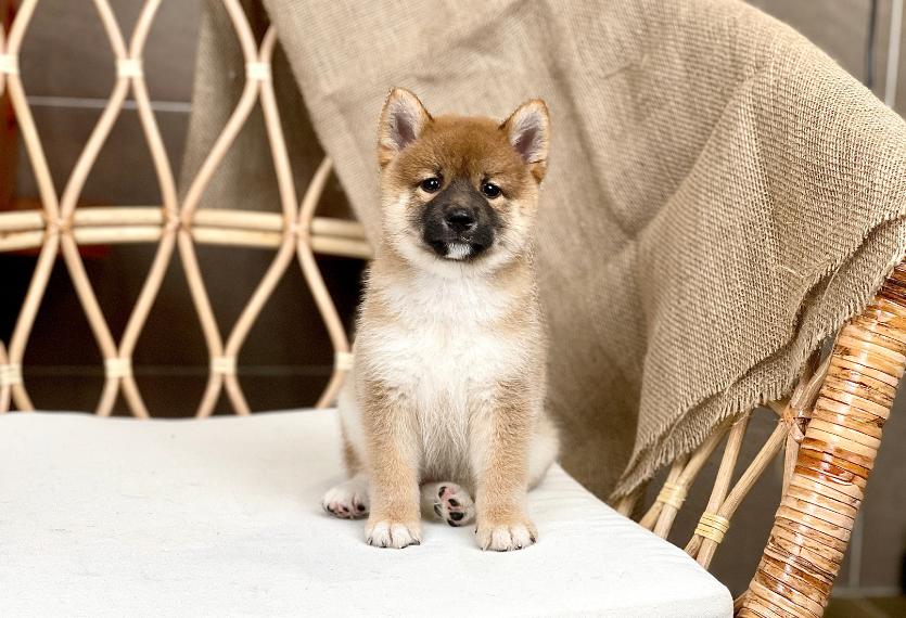 Shiba Inu - Màu Vàng (MS 04)