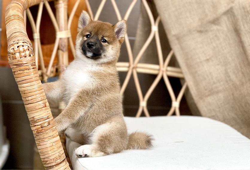 Shiba Inu - Màu Vàng (MS 04)