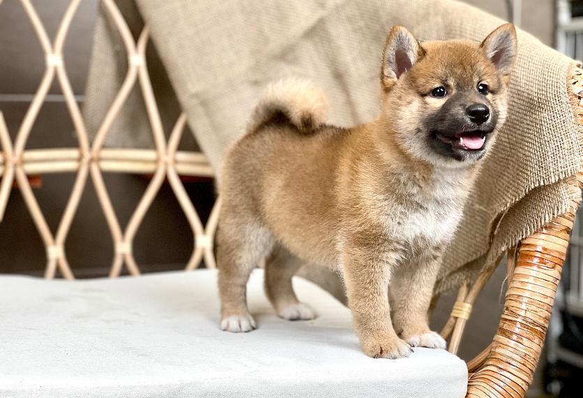 Shiba Inu - Màu Vàng (MS 05)
