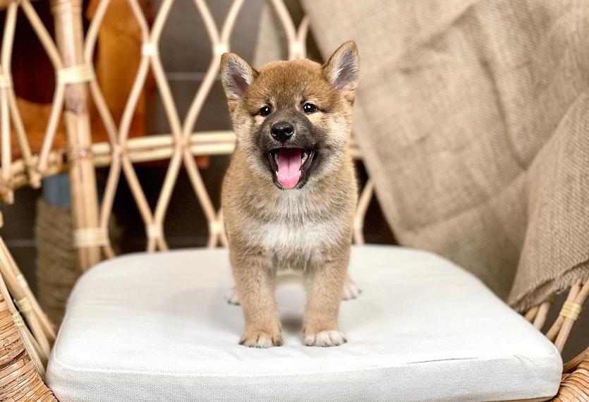Shiba Inu - Màu Vàng (MS 05)