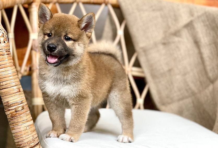 Shiba Inu - Màu Vàng (MS 05)