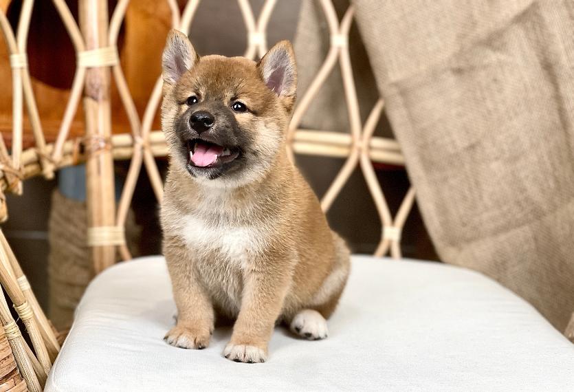 Shiba Inu - Màu Vàng (MS 05)