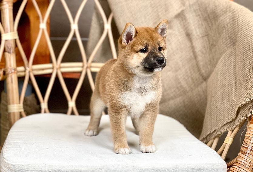 Shiba Inu - Màu Vàng (MS 06)