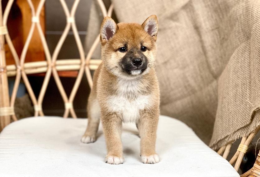 Shiba Inu - Màu Vàng (MS 06)
