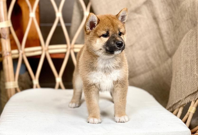 Shiba Inu - Màu Vàng (MS 06)