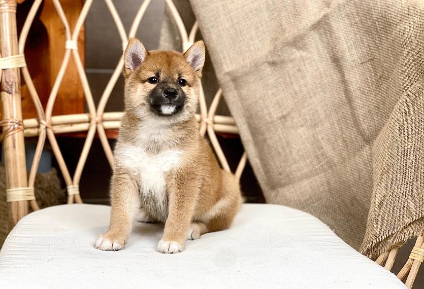 Shiba Inu - Màu Vàng (MS 06)