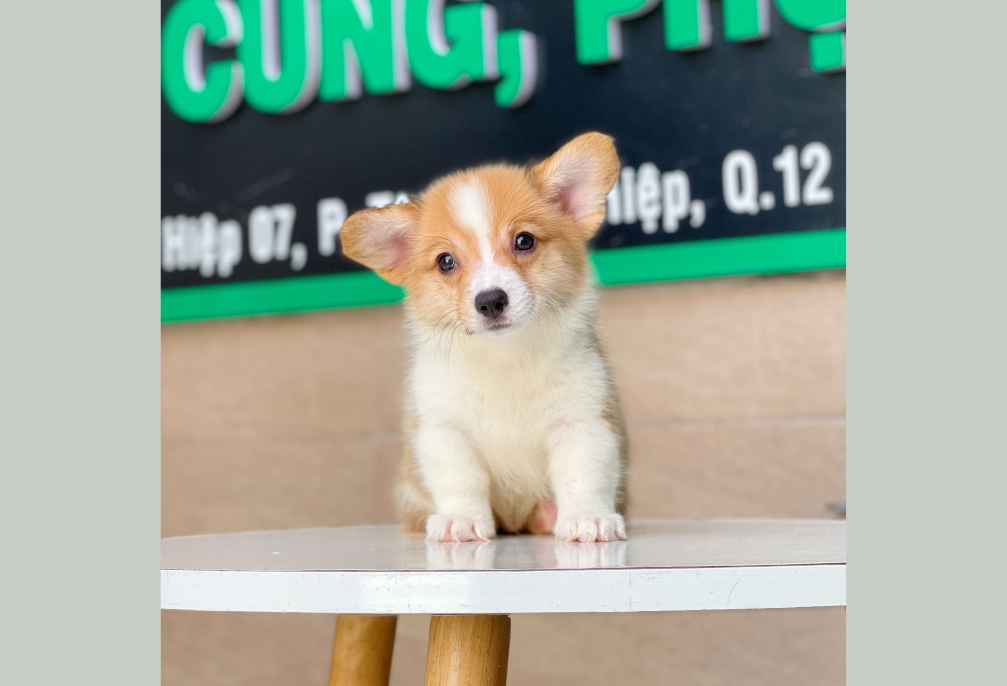 Corgi Lông Dài - Màu Vàng (MS 02)
