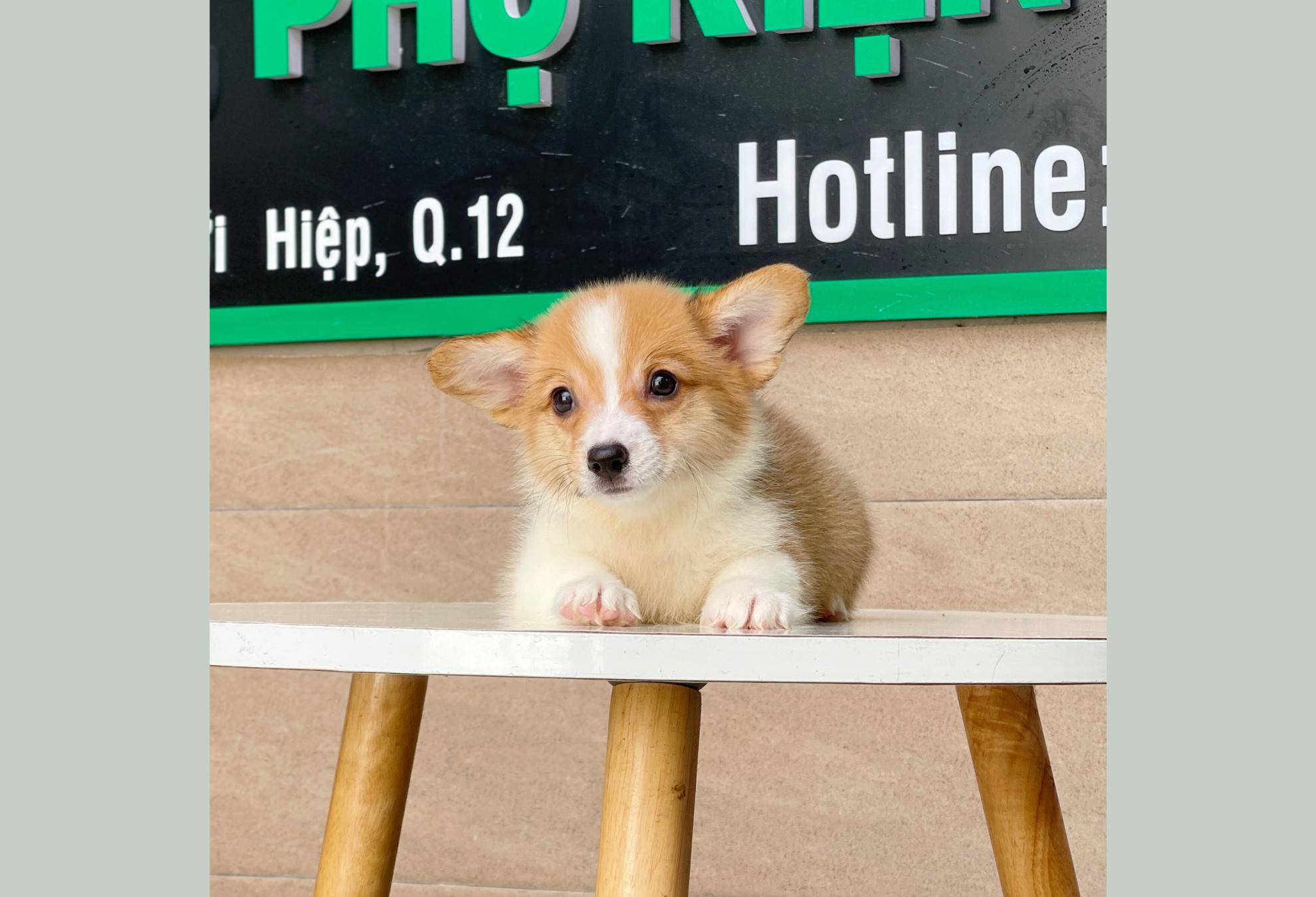 Corgi Lông Dài - Màu Vàng (MS 02)
