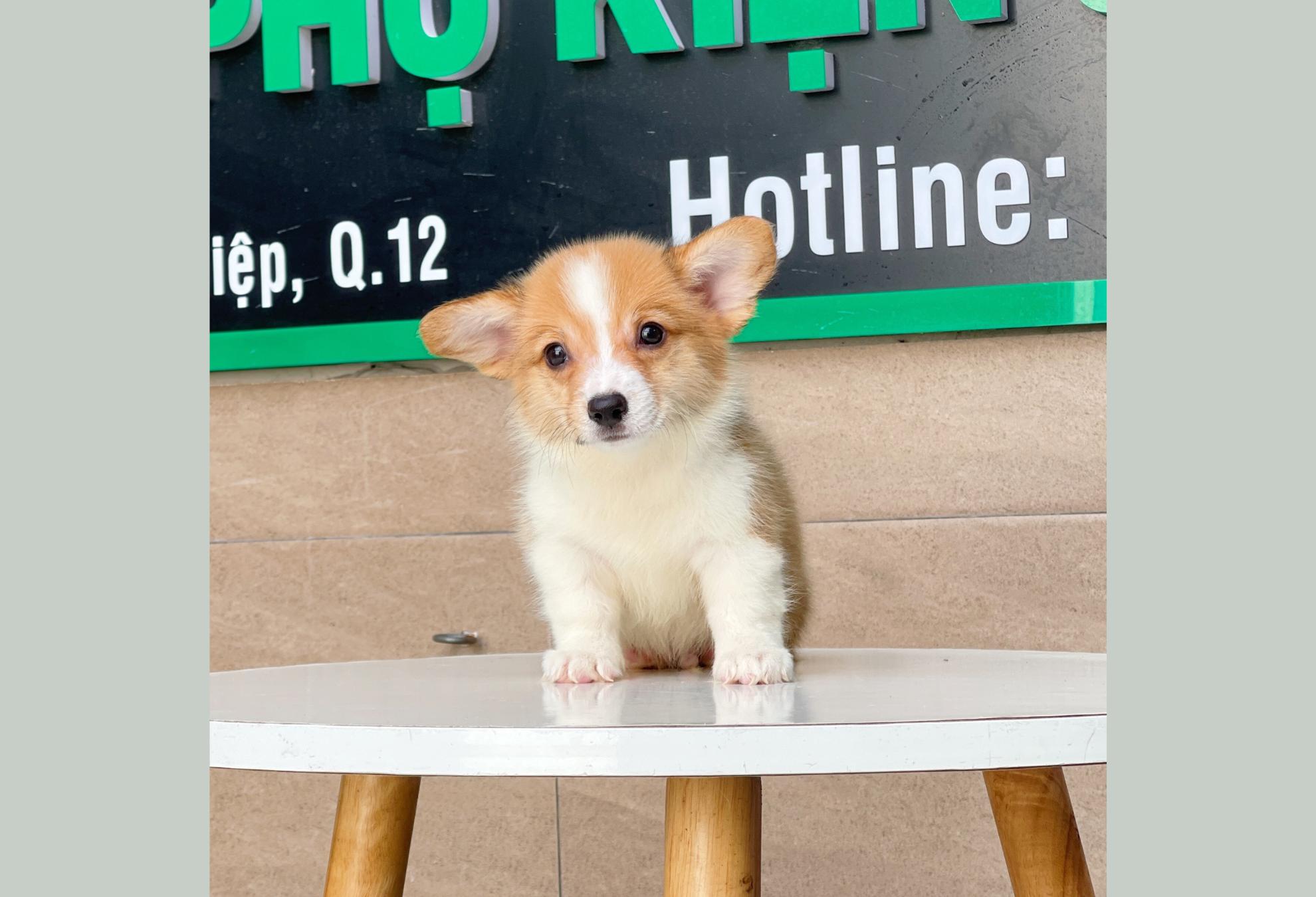 Corgi Lông Dài - Màu Vàng (MS 02)