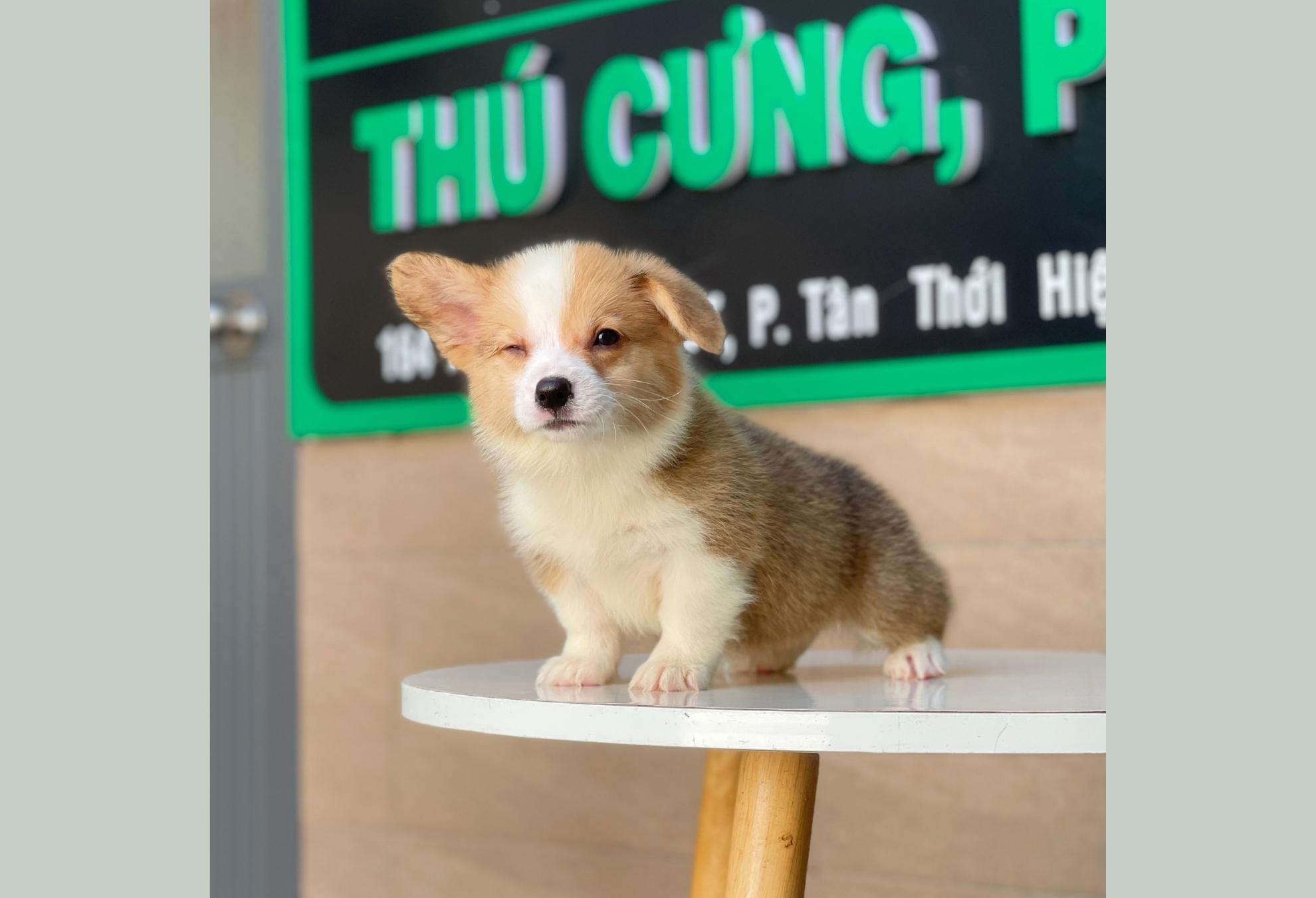 Corgi Lông Dài - Màu Vàng (MS 03)