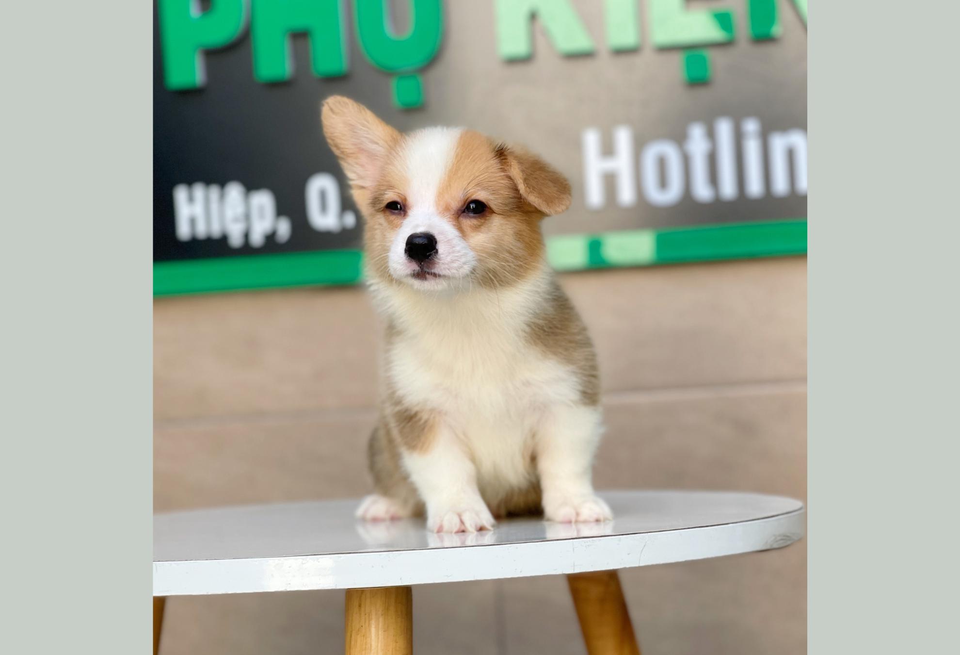 Corgi Lông Dài - Màu Vàng (MS 03)