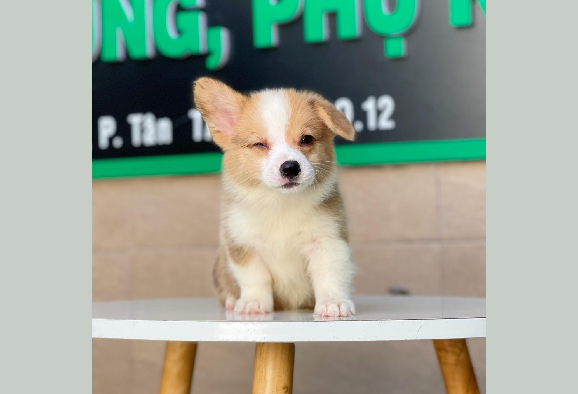 Corgi Lông Dài - Màu Vàng (MS 03)