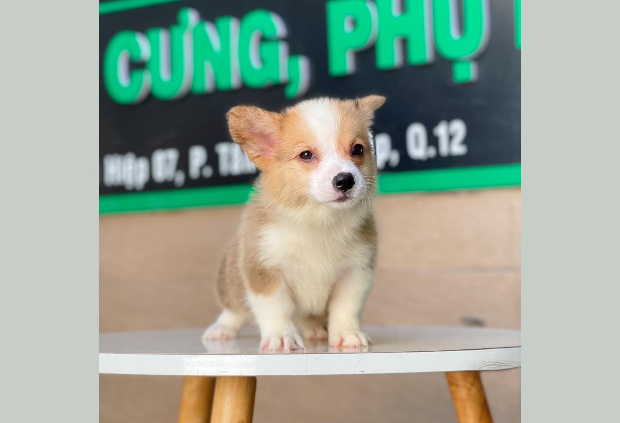 Corgi Lông Dài - Màu Vàng (MS 03)