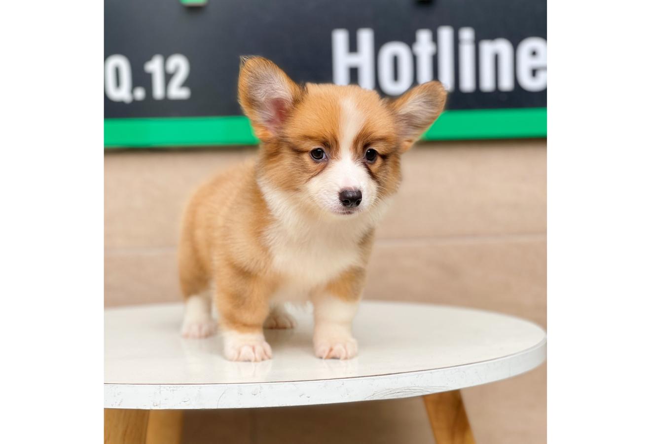 Corgi Lông Dài - Màu Vàng (MS 01)