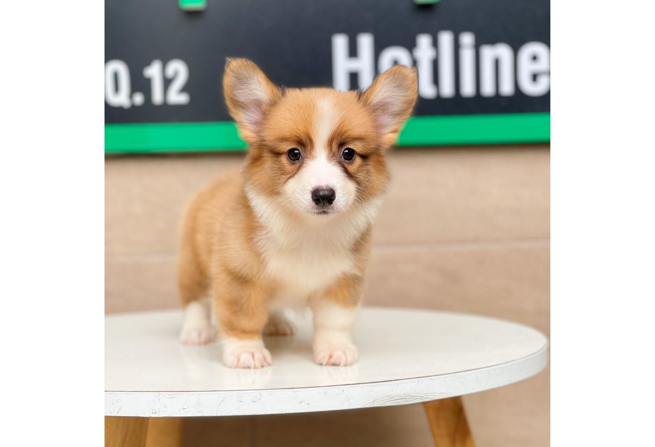 Corgi Lông Dài - Màu Vàng (MS 01)
