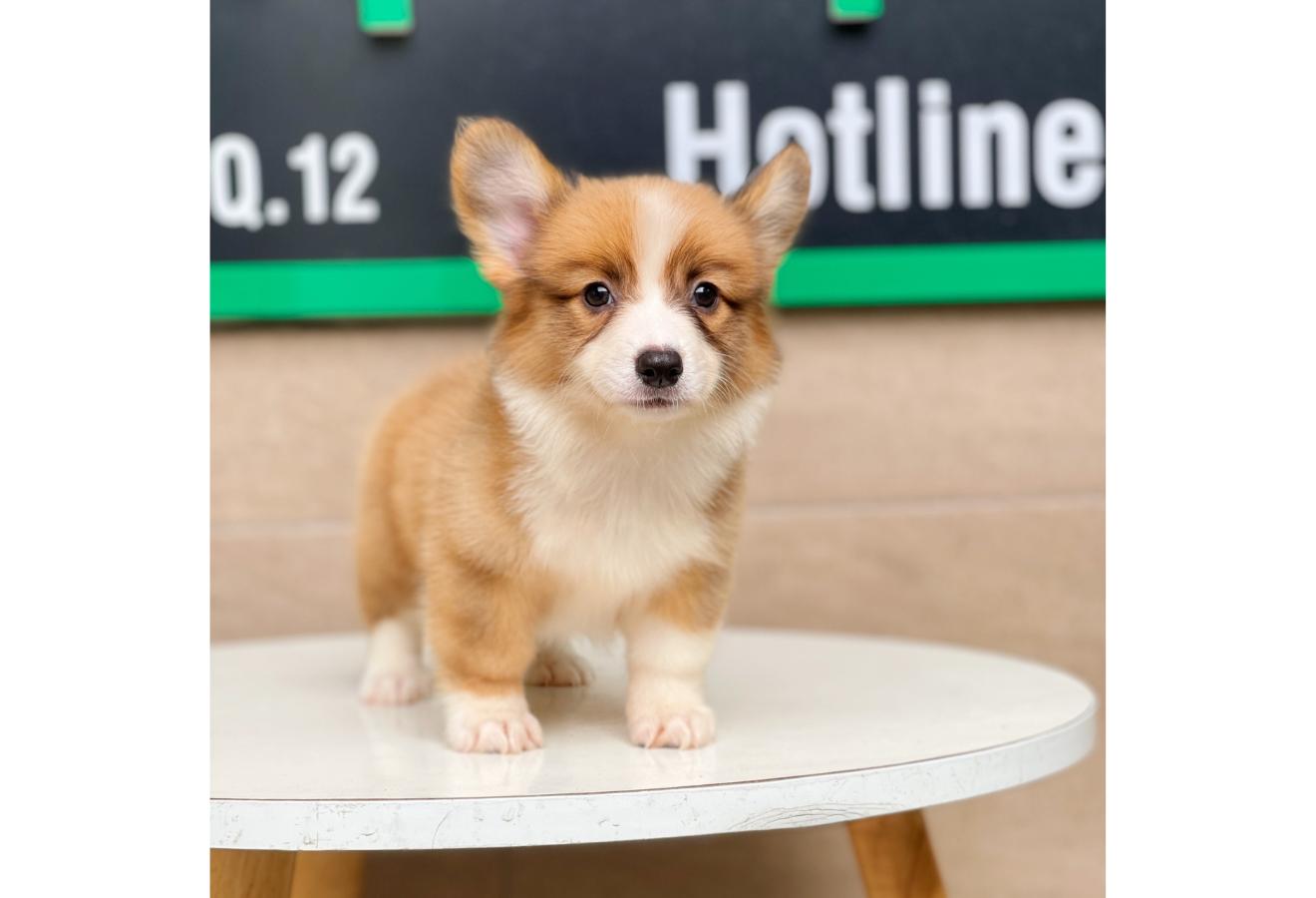 Corgi Lông Dài - Màu Vàng (MS 01)