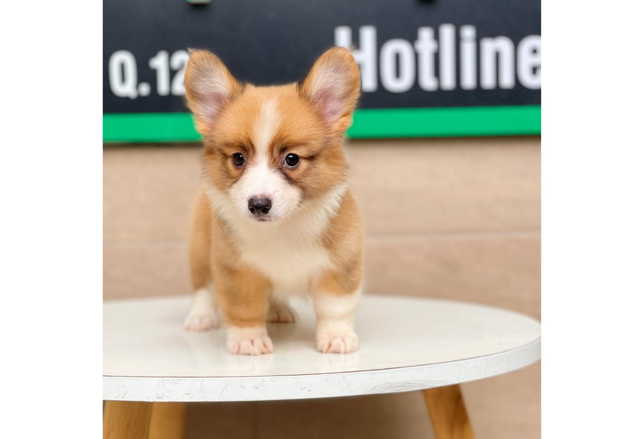 Corgi Lông Dài - Màu Vàng (MS 01)