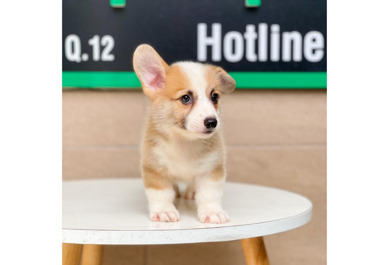 Corgi Lông Ngắn - Màu Vàng (MS 01)