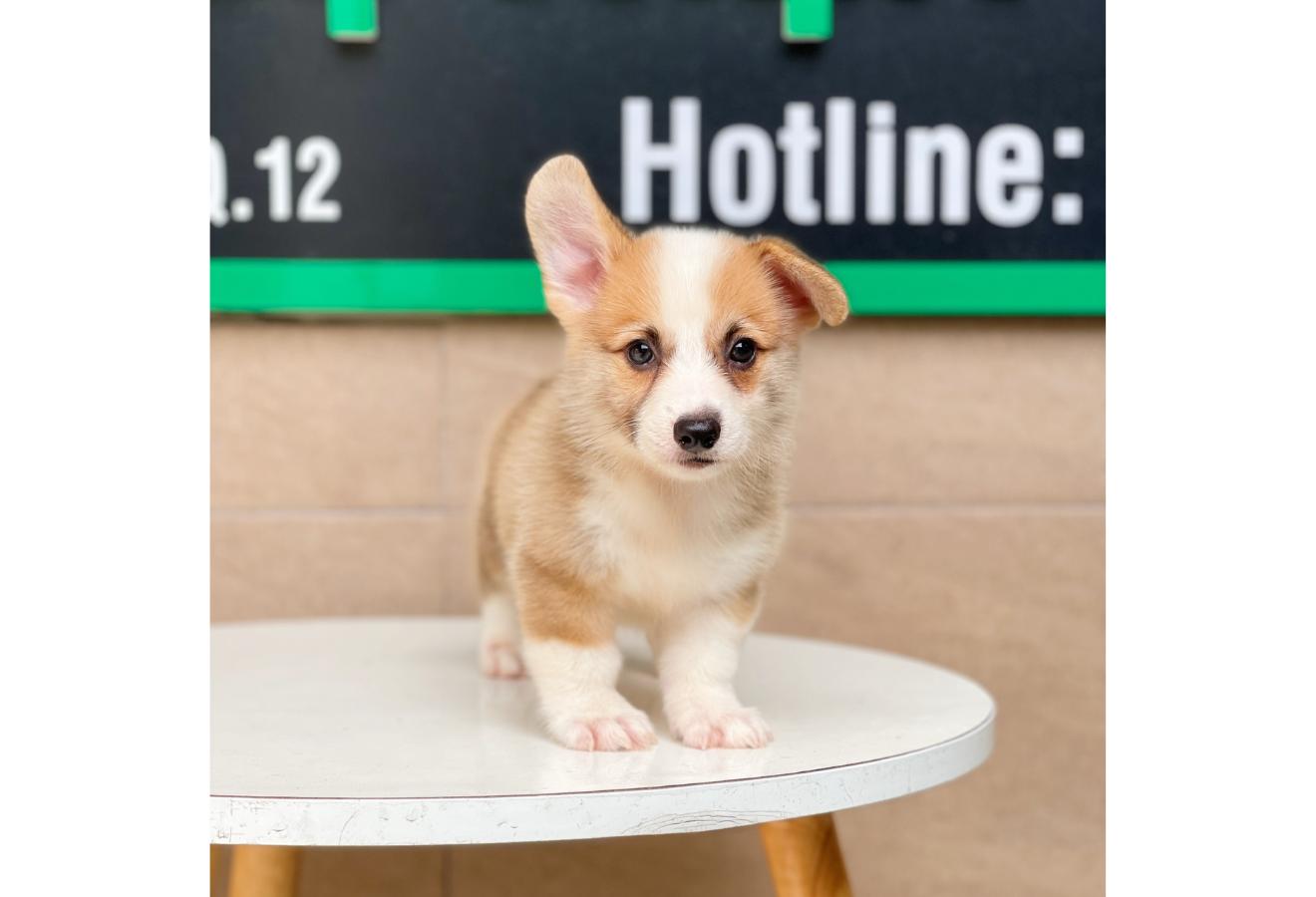 Corgi Lông Ngắn - Màu Vàng (MS 01)