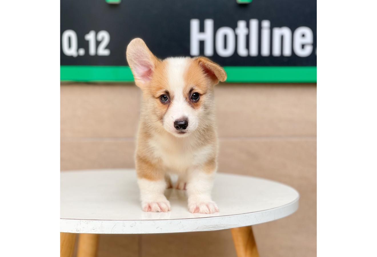 Corgi Lông Ngắn - Màu Vàng (MS 01)