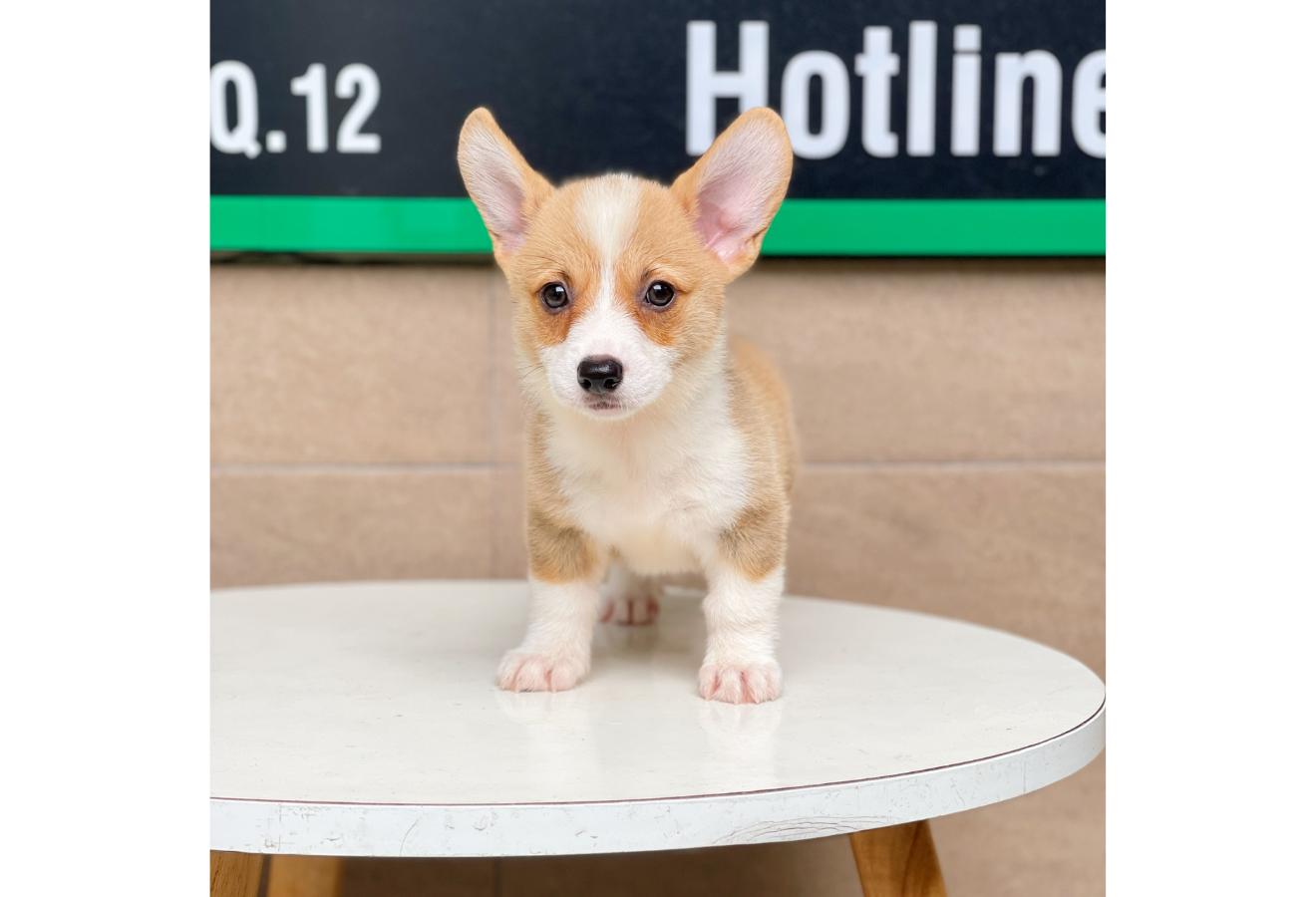 Corgi Lông Ngắn - Màu Vàng (MS 02)