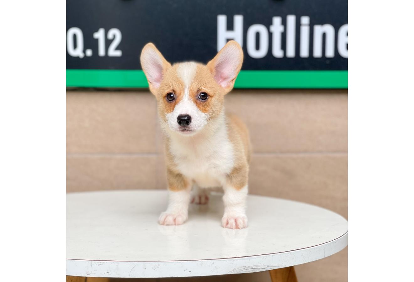Corgi Lông Ngắn - Màu Vàng (MS 02)