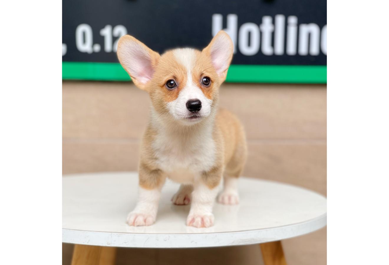 Corgi Lông Ngắn - Màu Vàng (MS 02)
