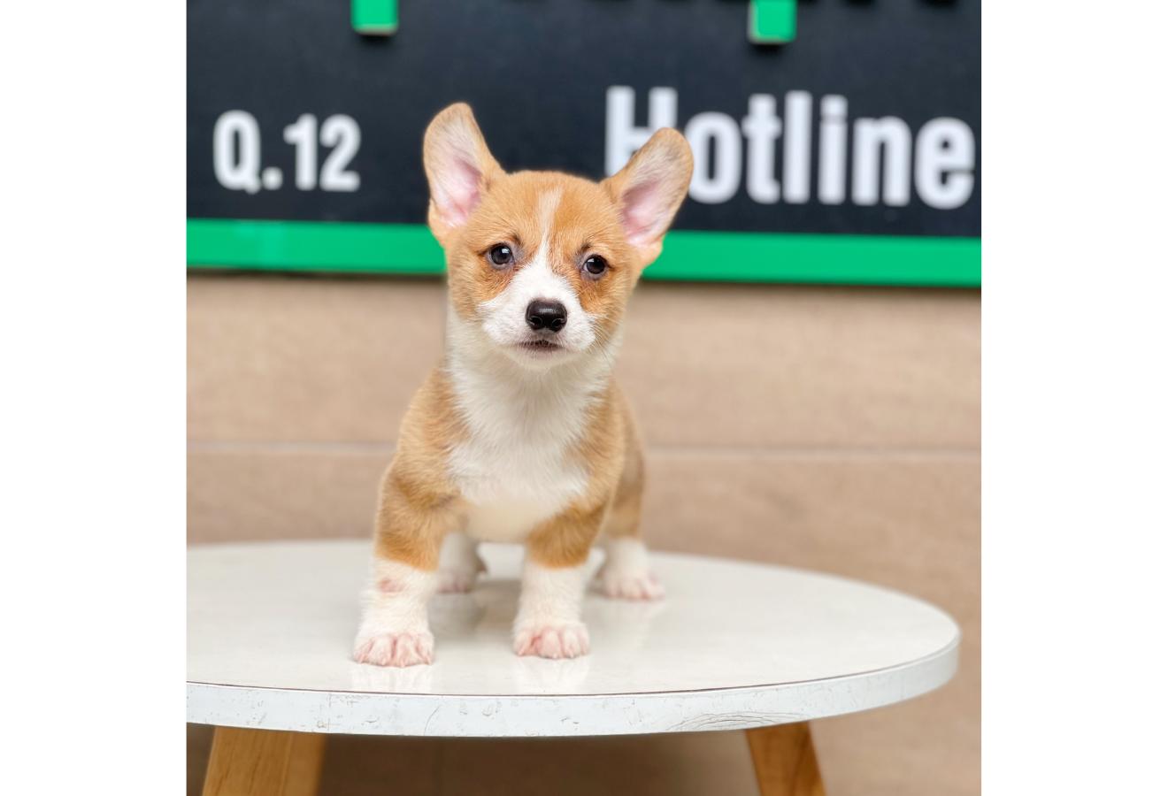 Corgi Lông Ngắn - Màu Vàng (MS 03)