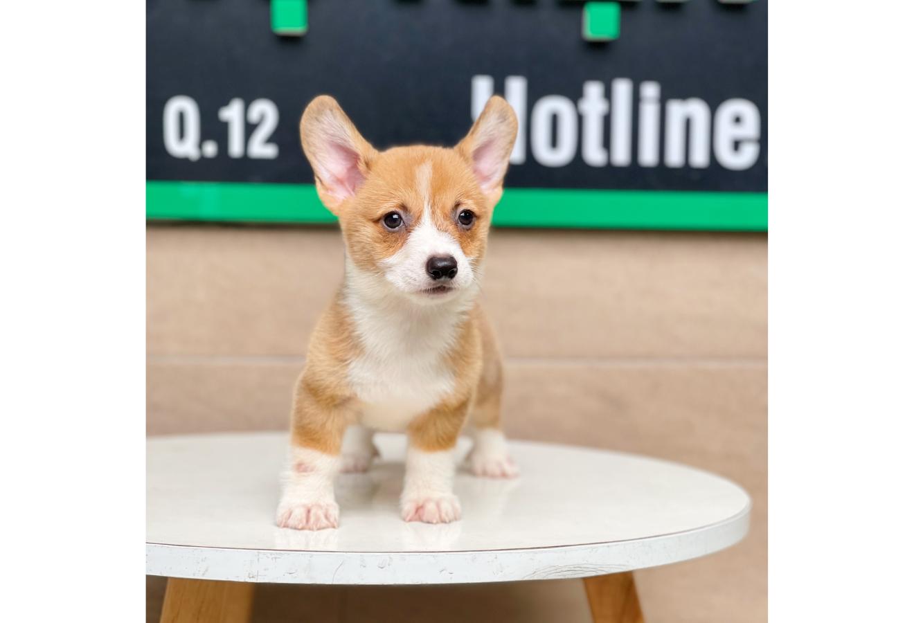 Corgi Lông Ngắn - Màu Vàng (MS 03)