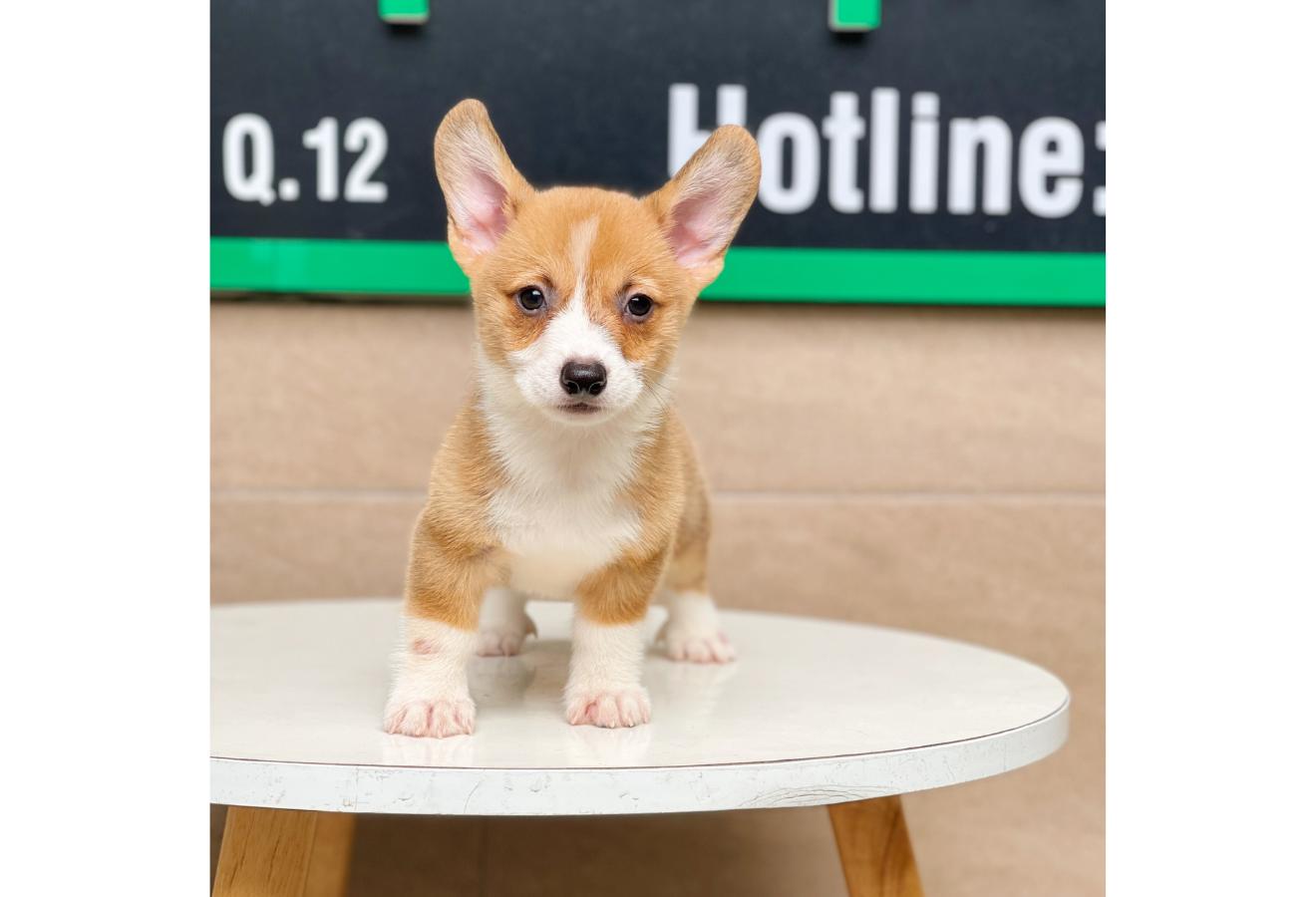 Corgi Lông Ngắn - Màu Vàng (MS 03)