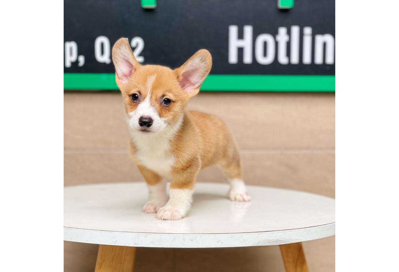 Corgi Lông Ngắn - Màu Vàng (MS 03)