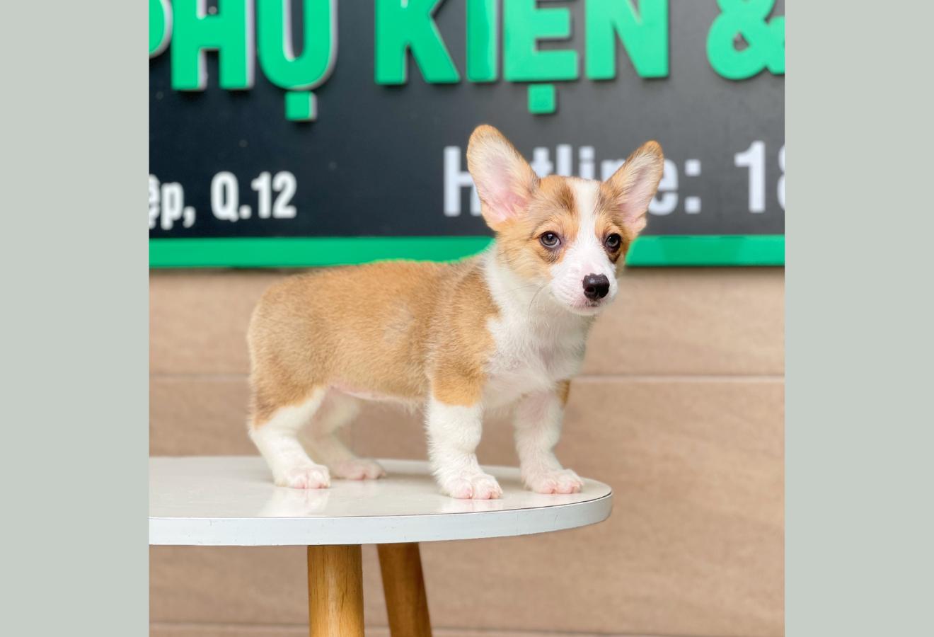 Corgi Lông Ngắn - Màu Vàng (MS 04)