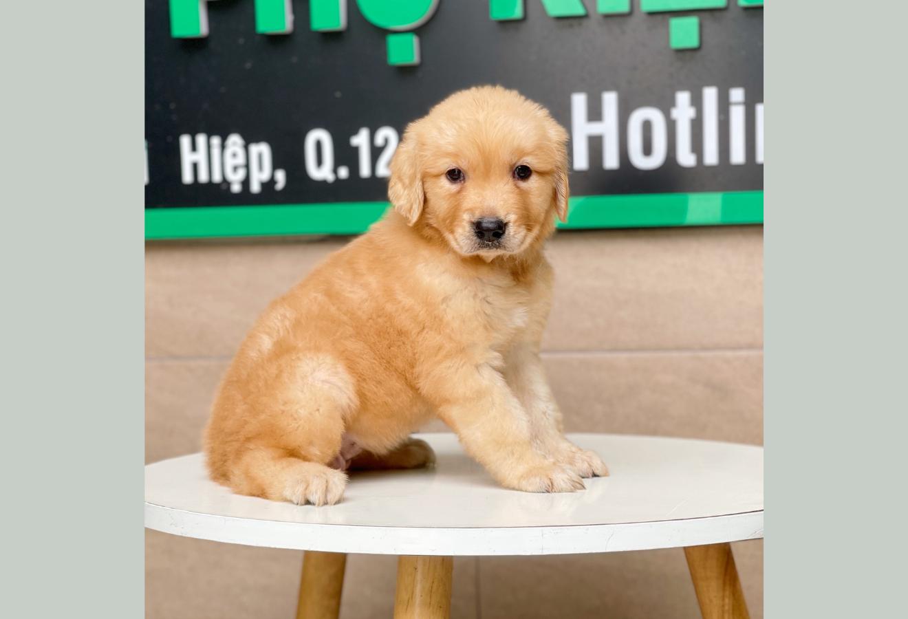 Golden Retriever - Màu Vàng Đậm (MS 06)