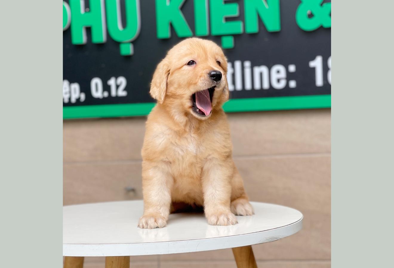 Golden Retriever - Màu Vàng Đậm (MS 06)