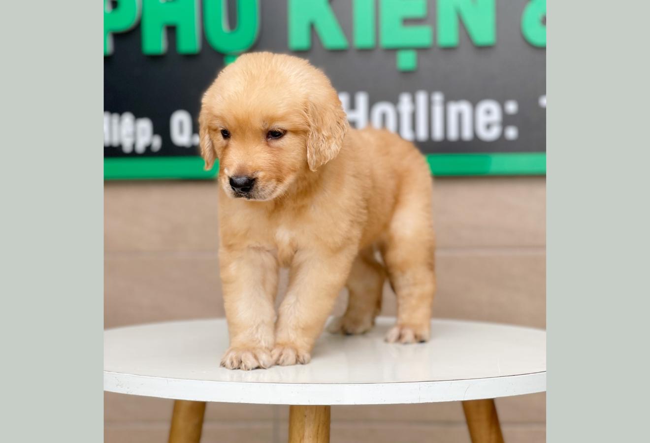 Golden Retriever - Màu Vàng Đậm (MS 06)