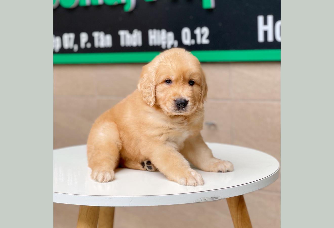 Golden Retriever - Màu Vàng Đậm (MS 07)