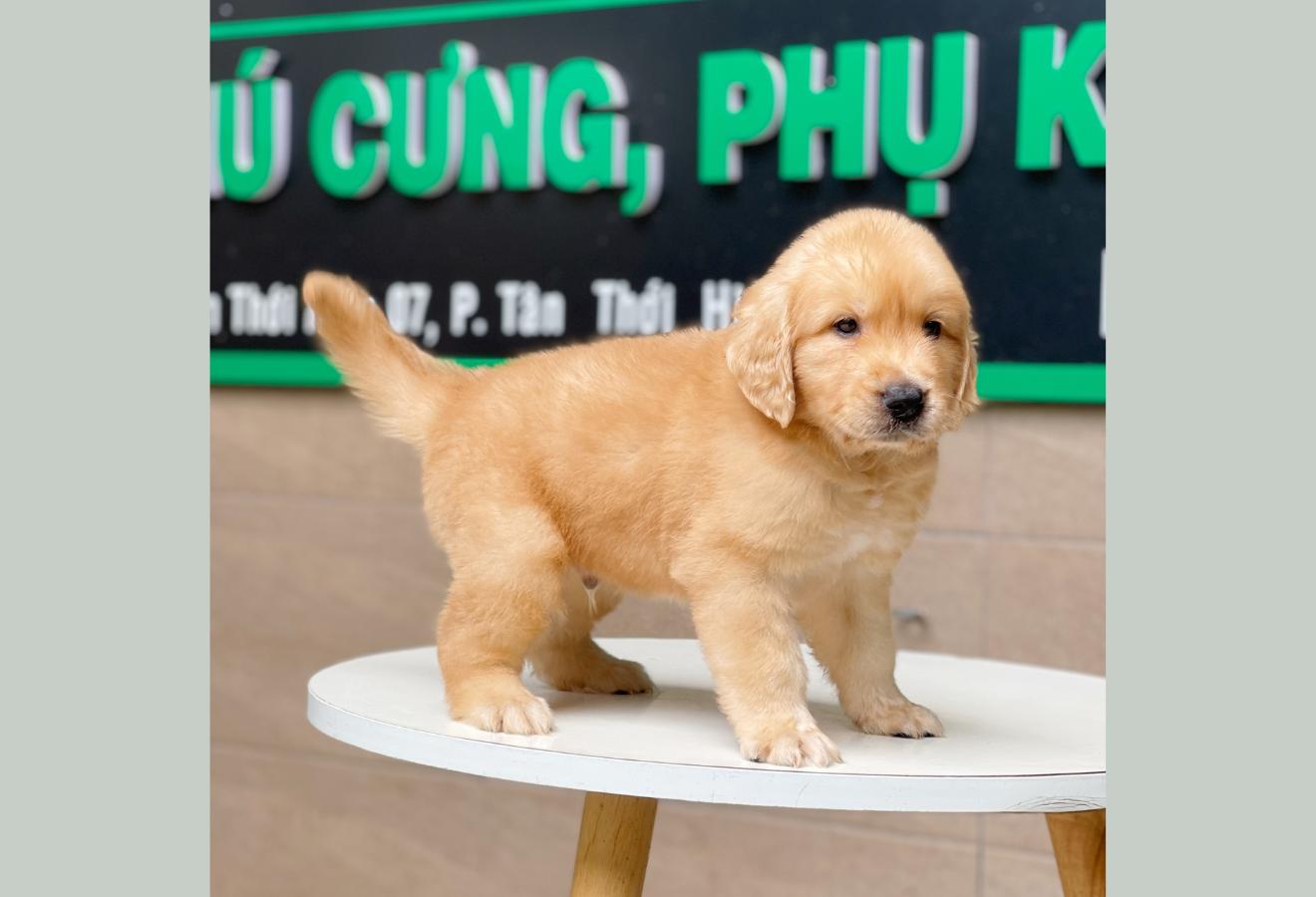 Golden Retriever - Màu Vàng Đậm (MS 07)