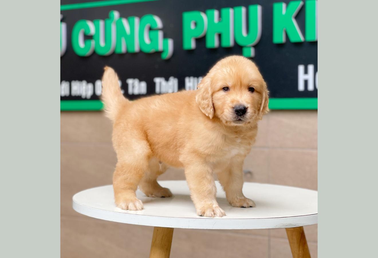 Golden Retriever - Màu Vàng Đậm (MS 07)