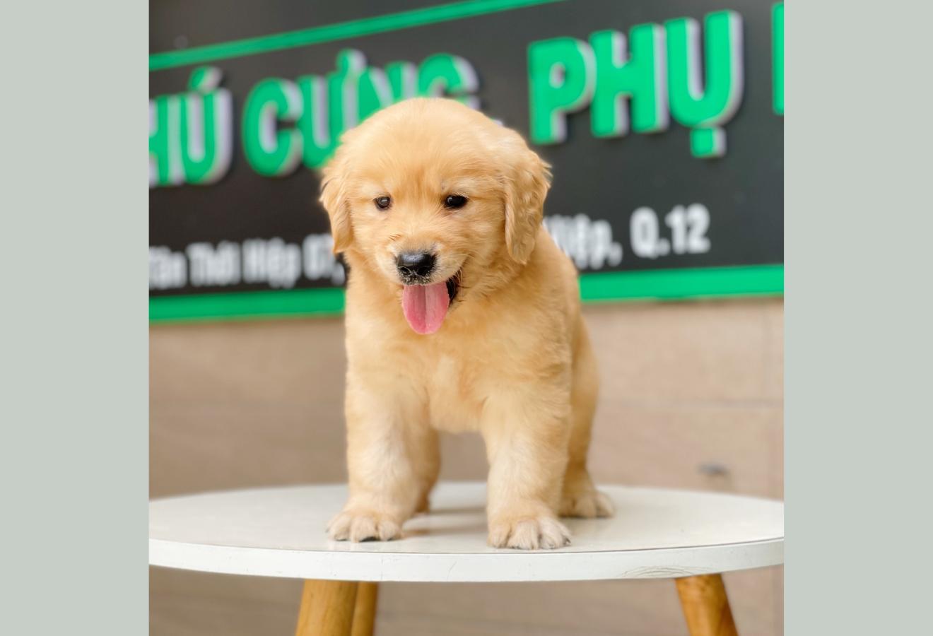 Golden Retriever - Màu Vàng Đậm (MS 08)