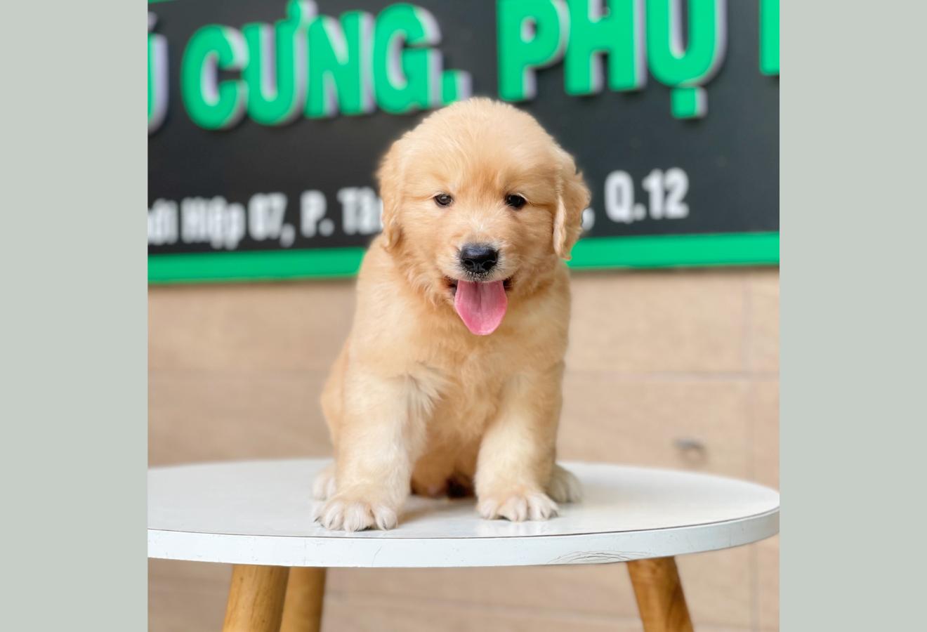Golden Retriever - Màu Vàng Đậm (MS 09)