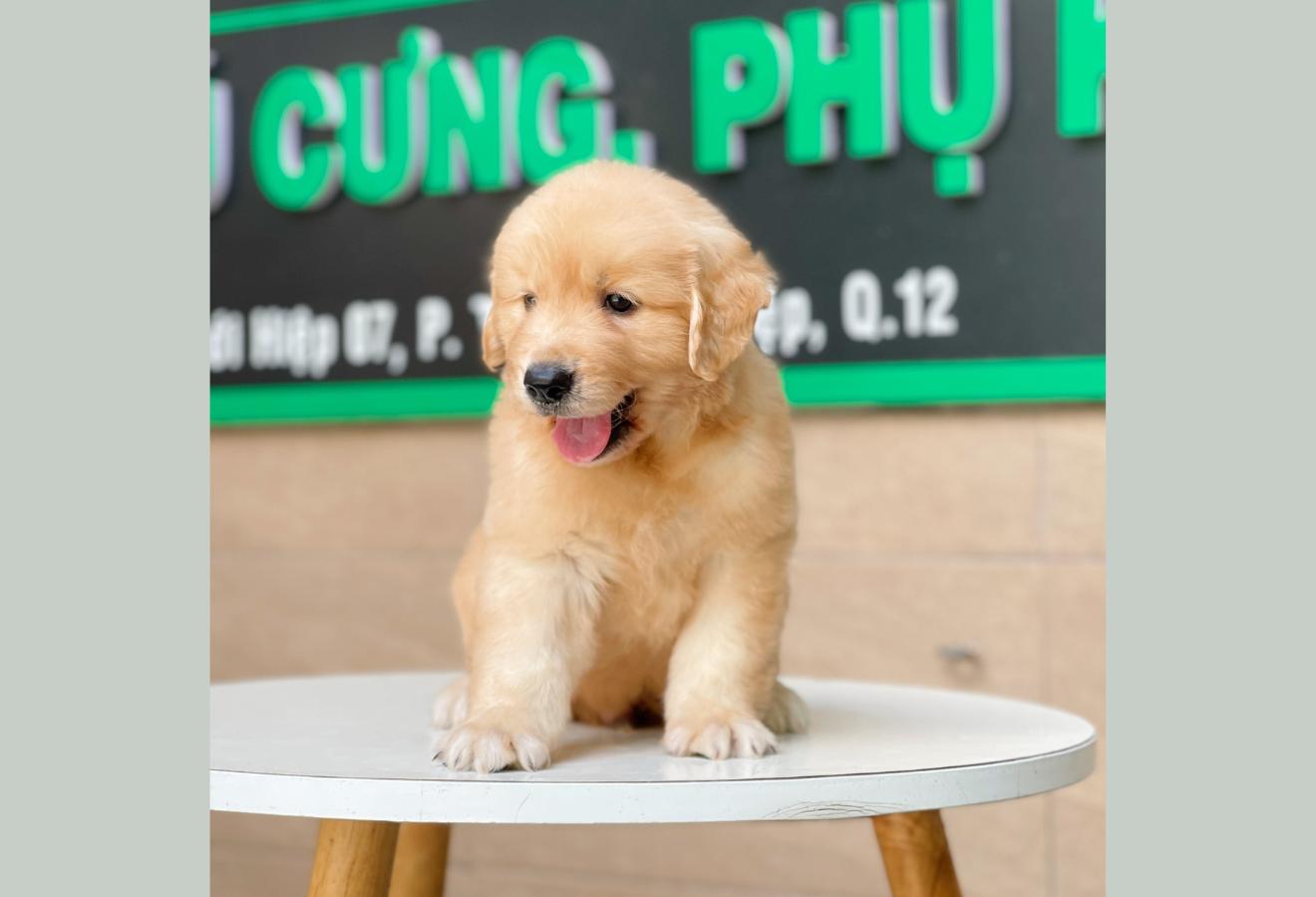 Golden Retriever - Màu Vàng Đậm (MS 09)