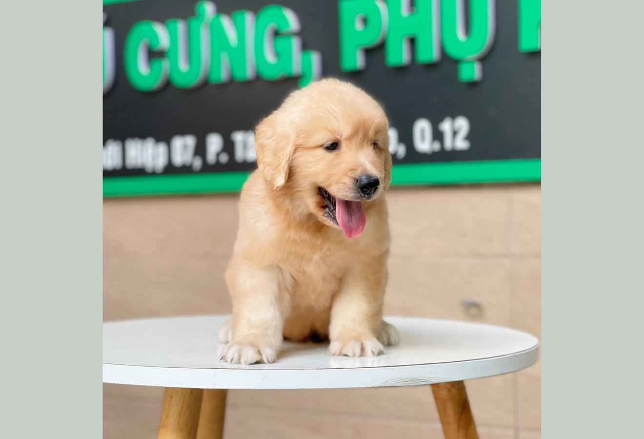 Golden Retriever - Màu Vàng Đậm (MS 09)