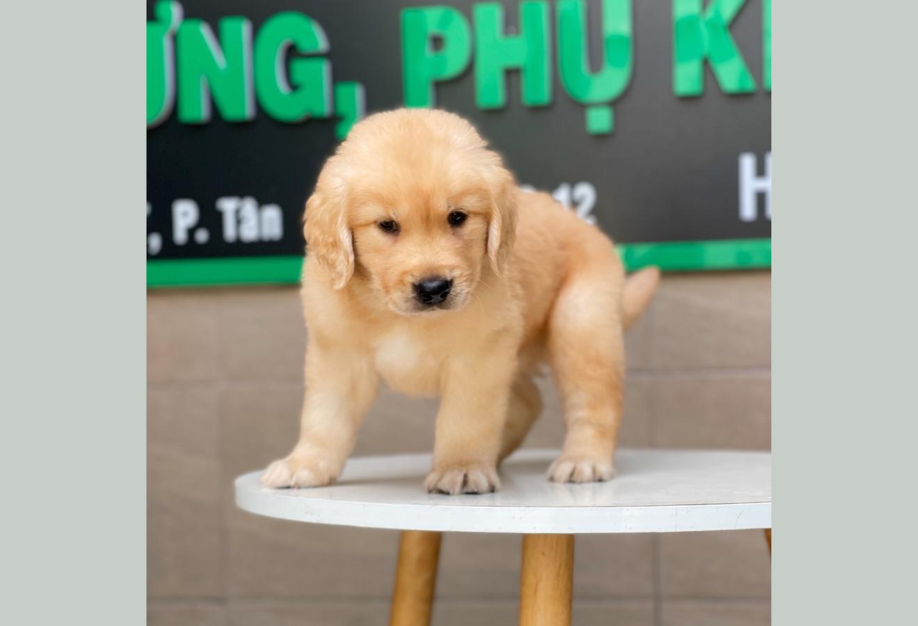 Golden Retriever - Màu Vàng Đậm (MS 11)
