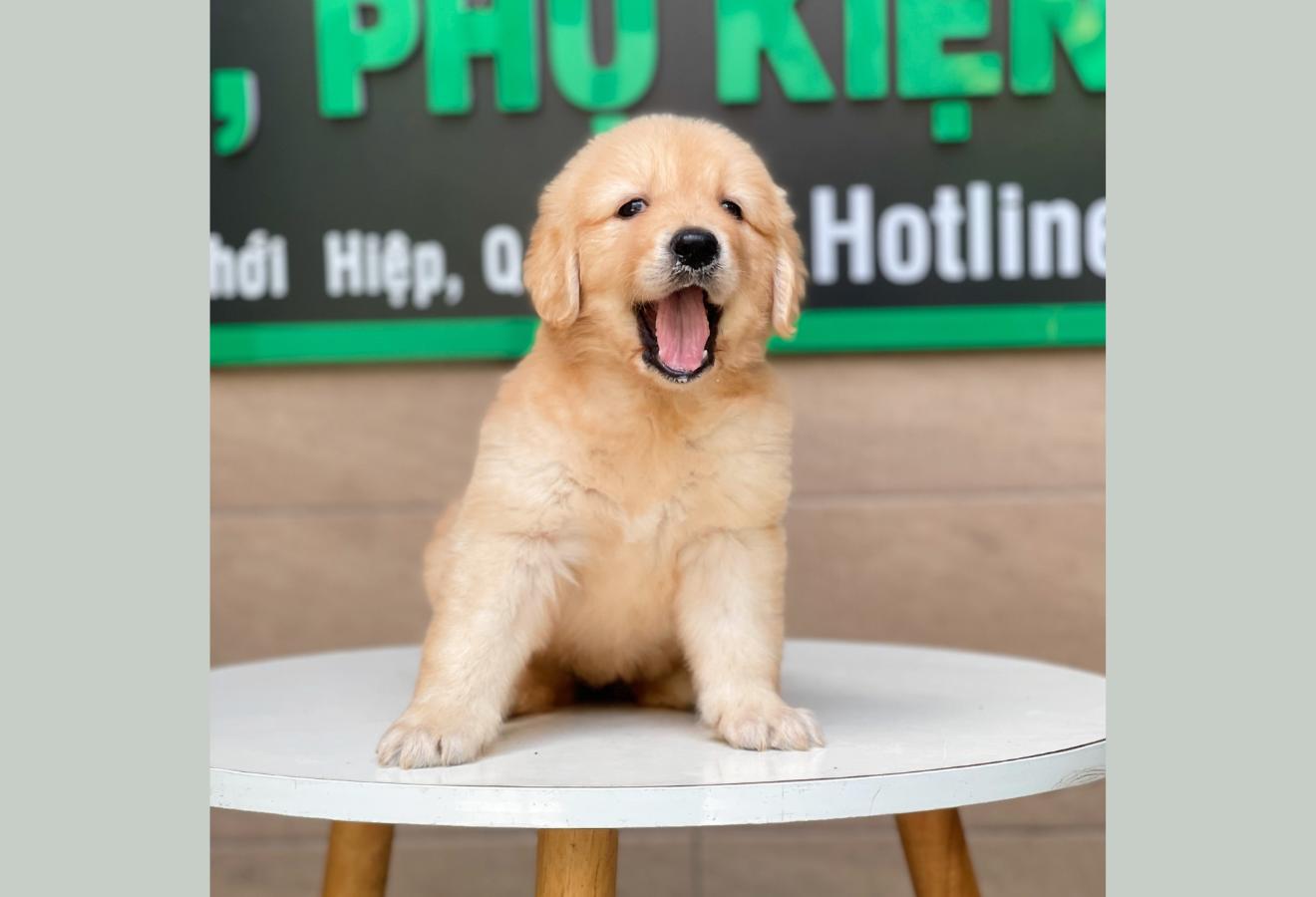Golden Retriever - Màu Vàng Đậm (MS 11)