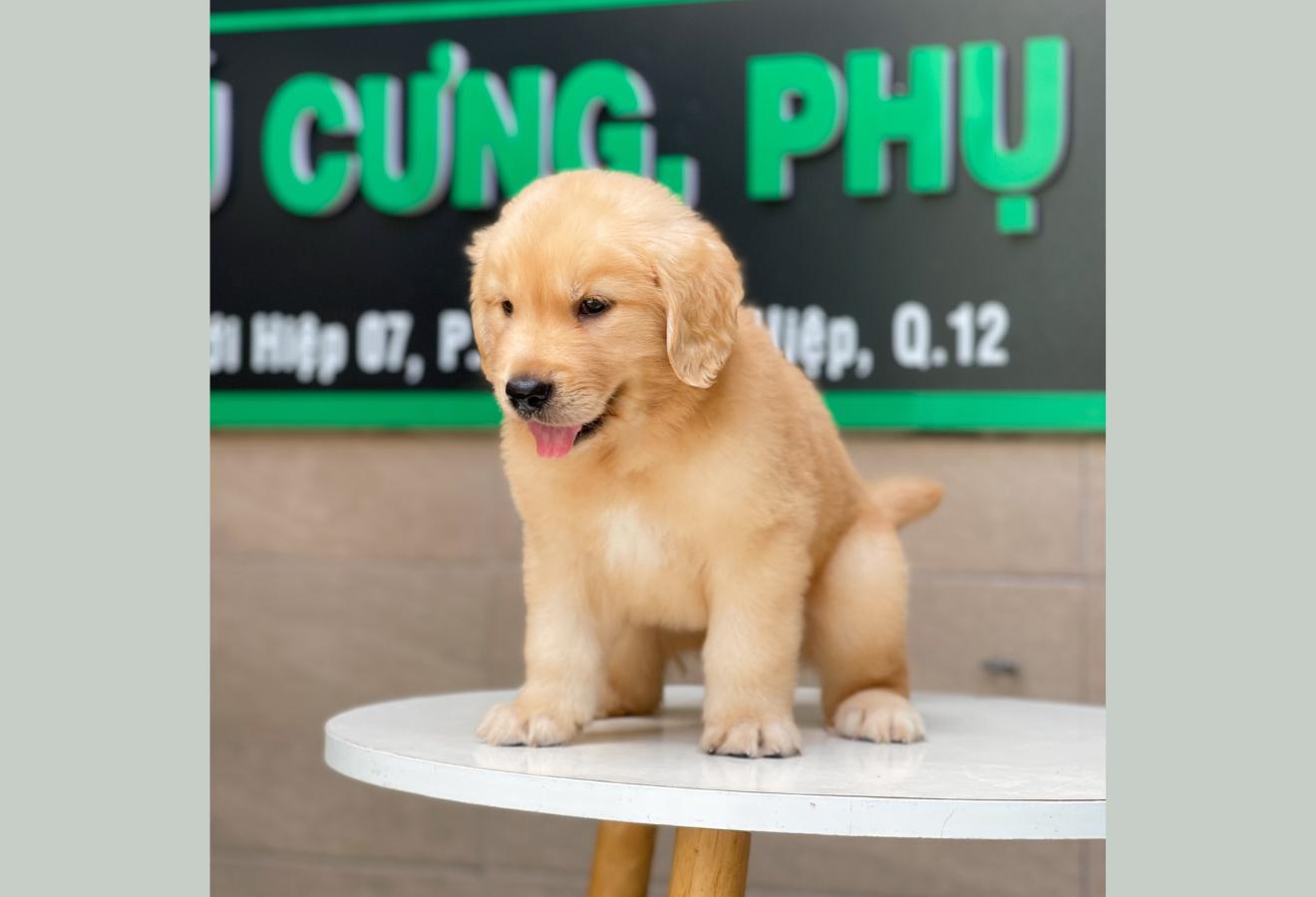 Golden Retriever - Màu Vàng Đậm (MS 11)