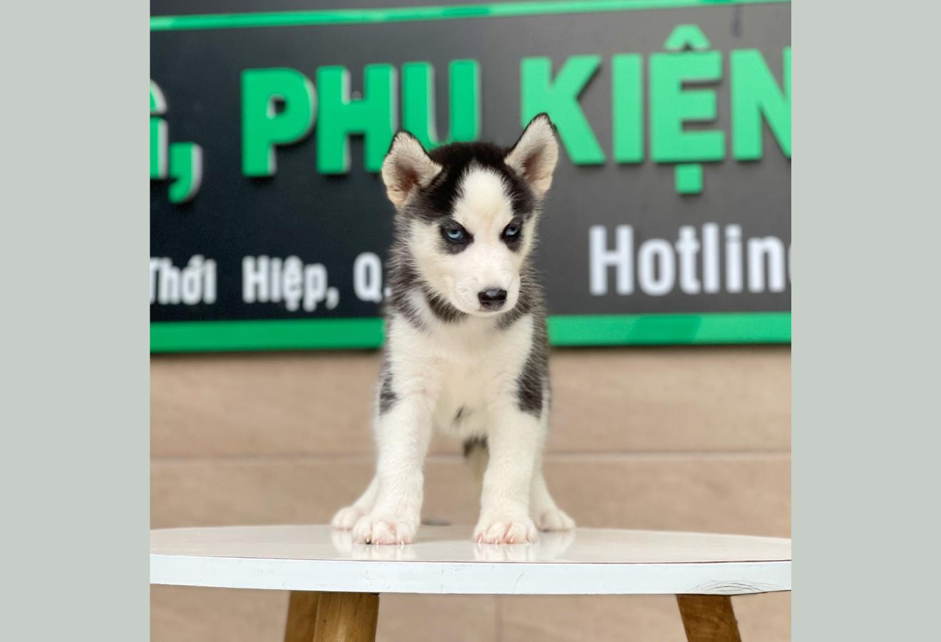 Husky Siberian - Màu Đen Trắng (MS 02)