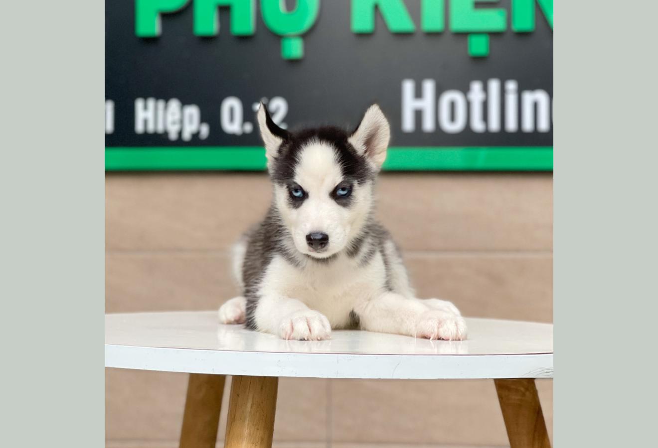 Husky Siberian - Màu Đen Trắng (MS 02)