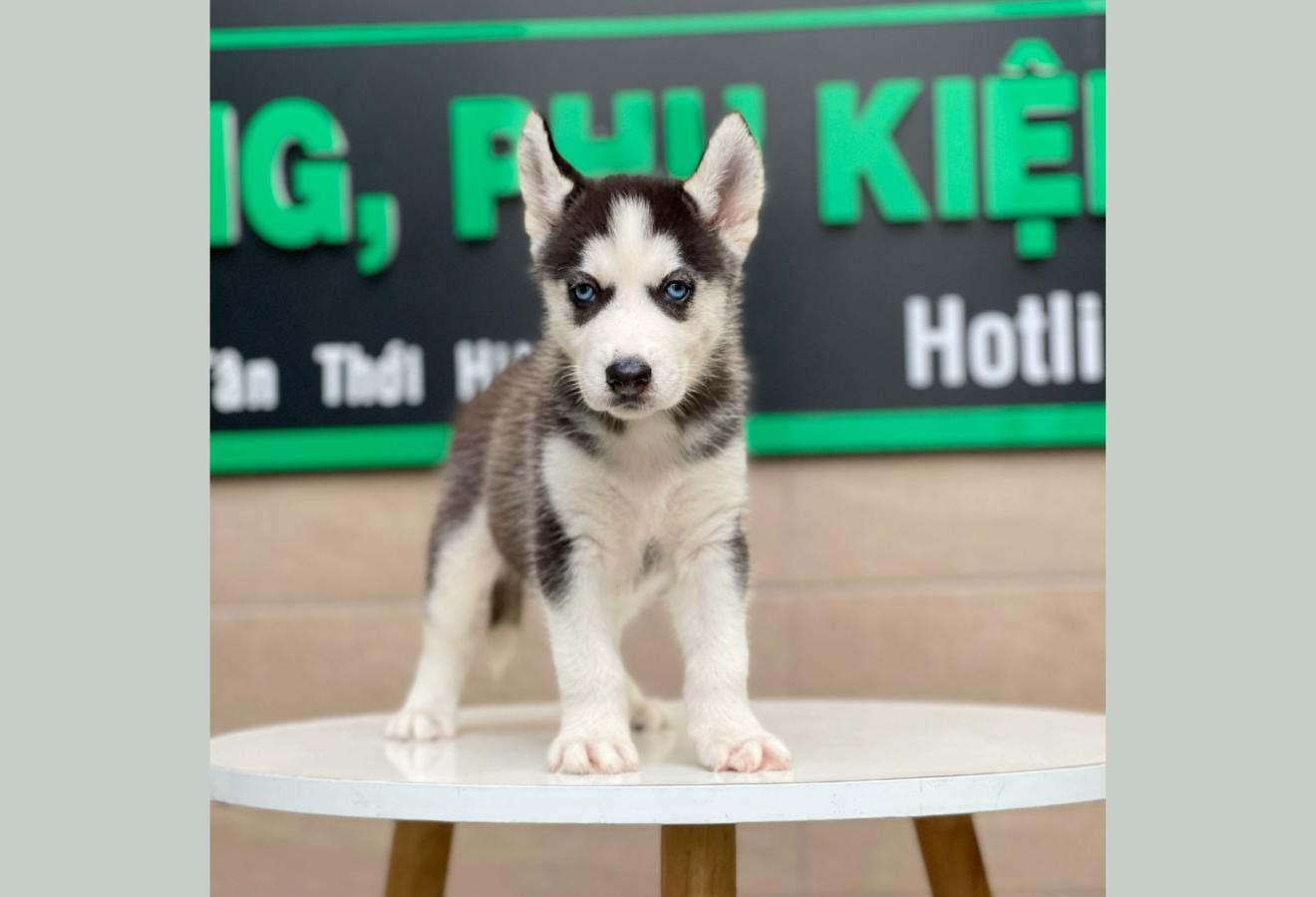 Husky Siberian - Màu Đen Trắng (MS 03)