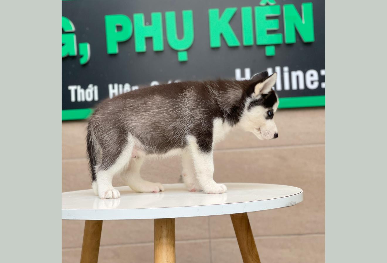Husky Siberian - Màu Đen Trắng (MS 03)
