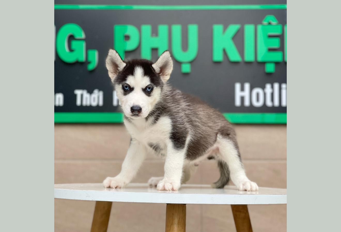 Husky Siberian - Màu Đen Trắng (MS 03)